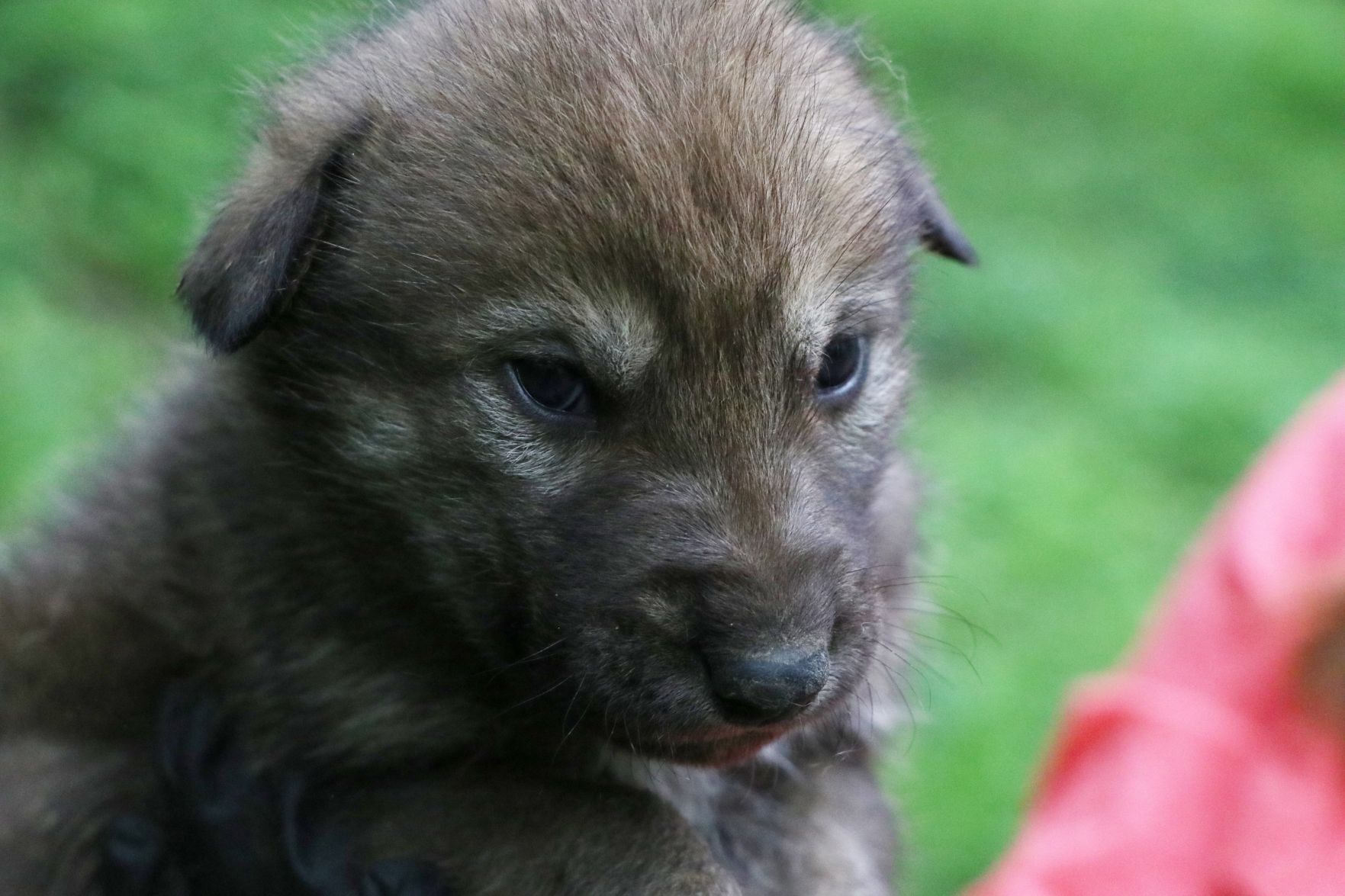 Gloria the American red wolf